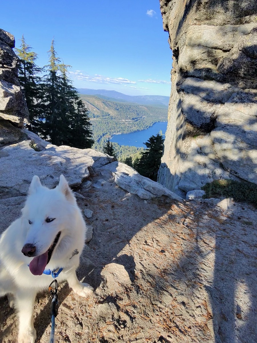 Lobo overlooking a lake from a rocky summit