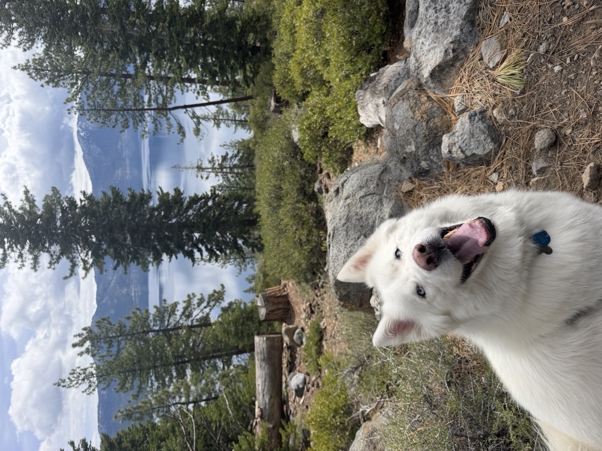 Lobo the white husky at Lake Tahoe, happiest dog alive